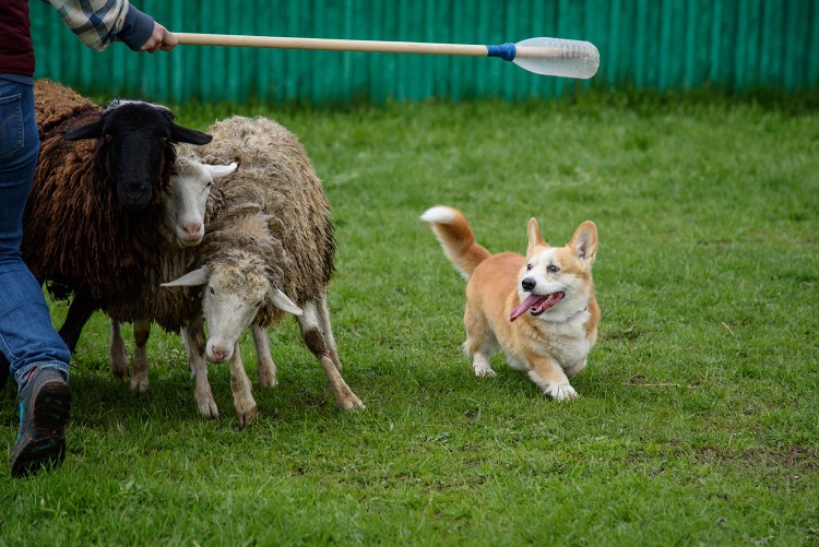 Пастушья корги