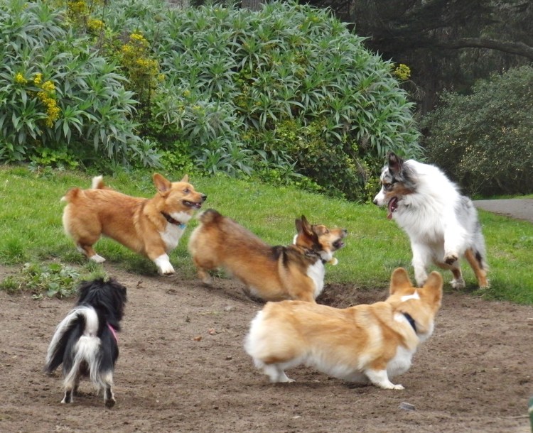 Шпиц пасет овец