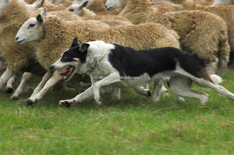 Бордер колли пасет овец