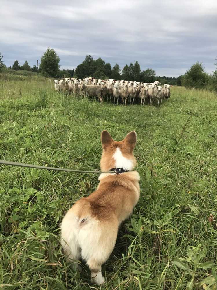 Вельш корги пасет овец