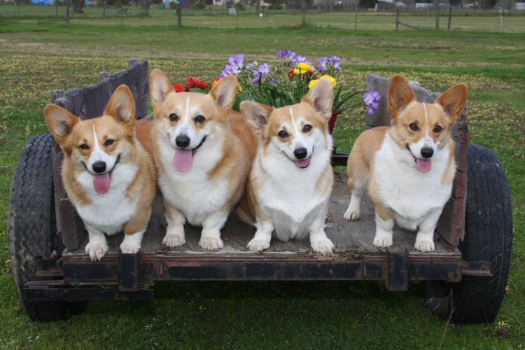 Стадо овец с дрона