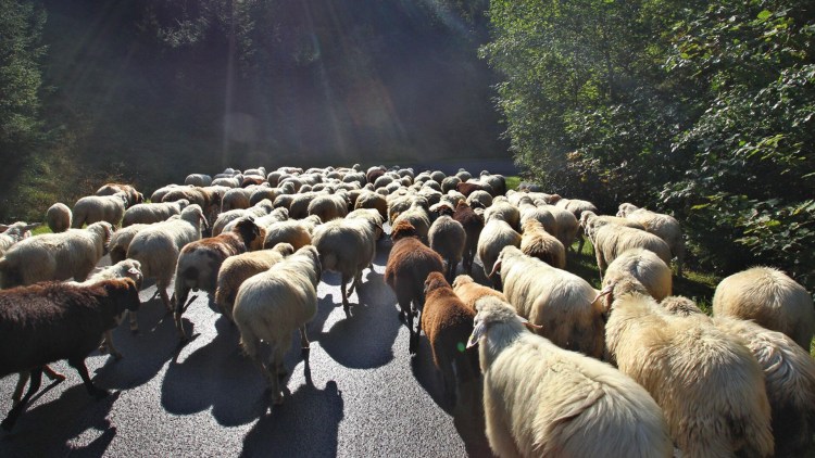 Староанглийская овчарка пасет овец