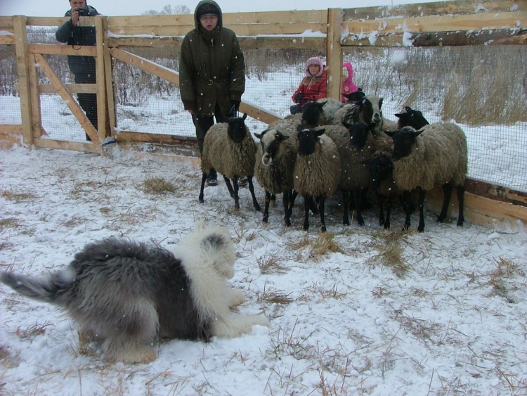 Корги с поводком в зубах