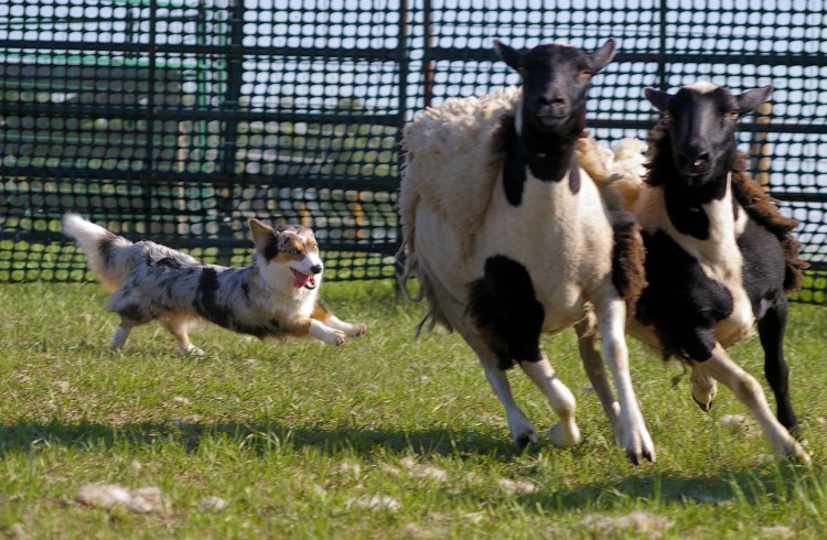 Вельш корги пасет скот