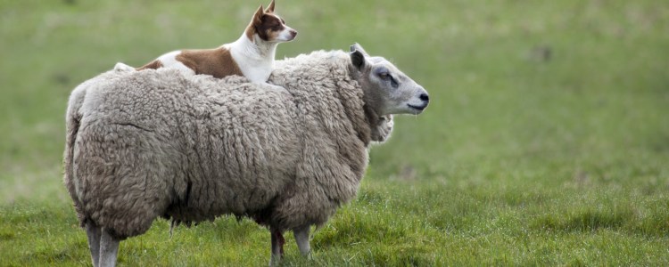 Фотообои овцы