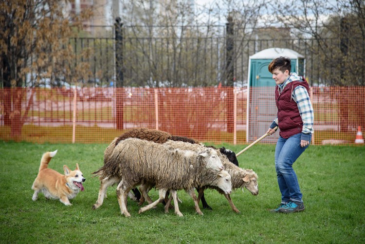 Корги пасет коров