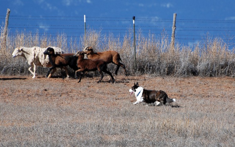 Корги пастух