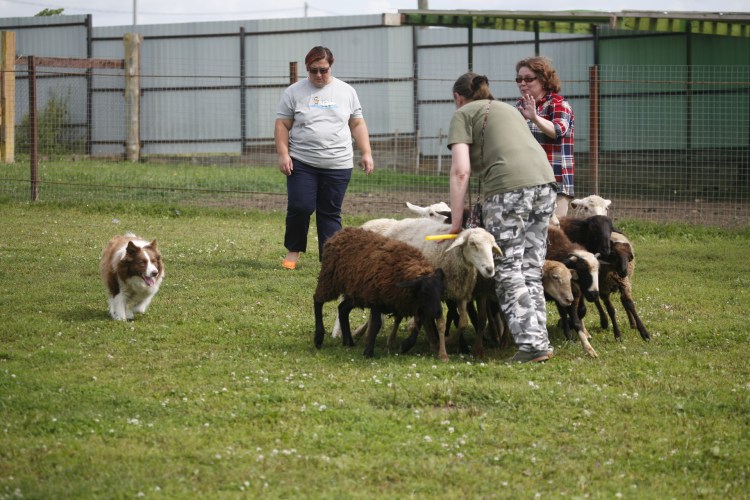Вельш корги австралийская овчарка