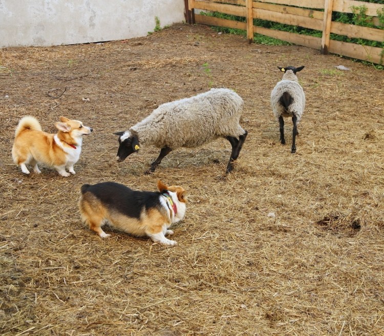 Собака которая пасет овец в Шотландии