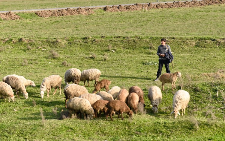 Бордер-колли в деле пасет