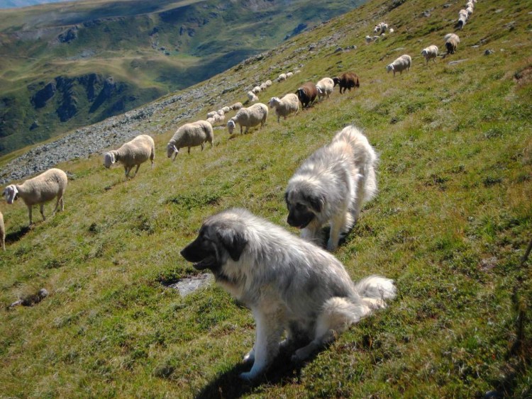 Пастушья корги