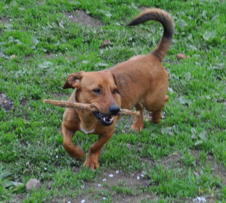 Цвергпинчер Рассел метис