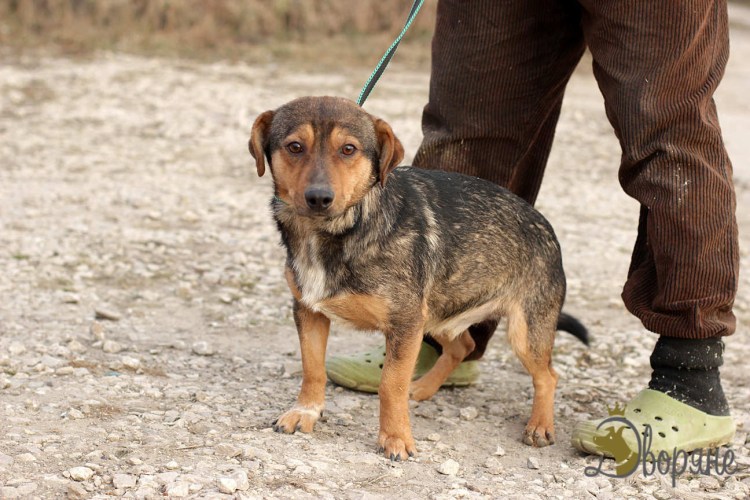 Метис таксы и овчарки