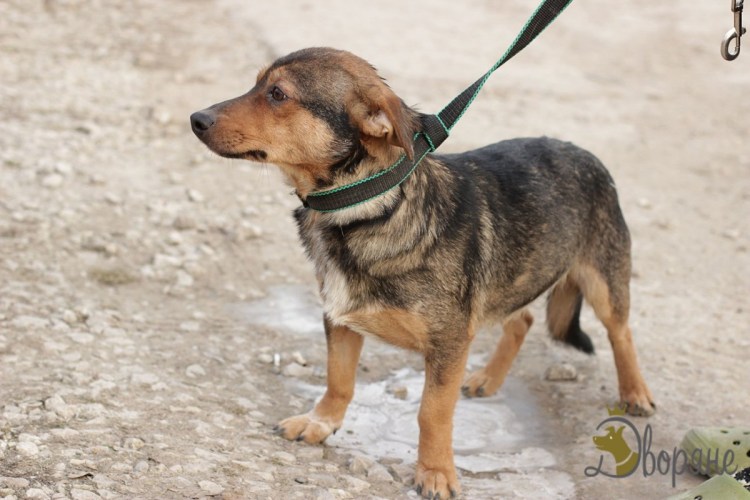 Помесь жесткошерстной таксы и дворняги