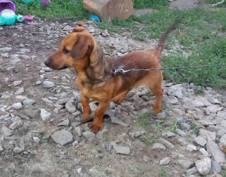 Пинчер помесь борзая