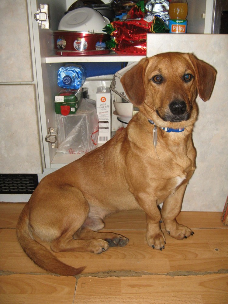 Такса с дворняжкой