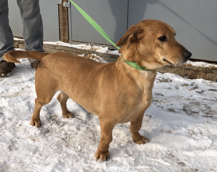 Помесь таксы и дворняги