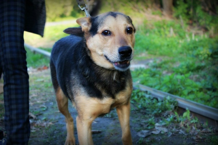 Метис корги и таксы черный