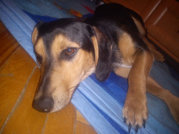 Метис таксы и гончей