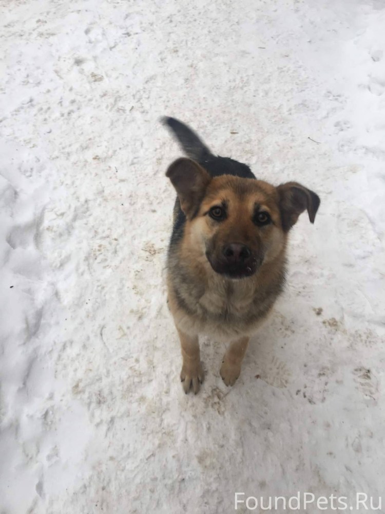 Метис таксы и ротвейлера