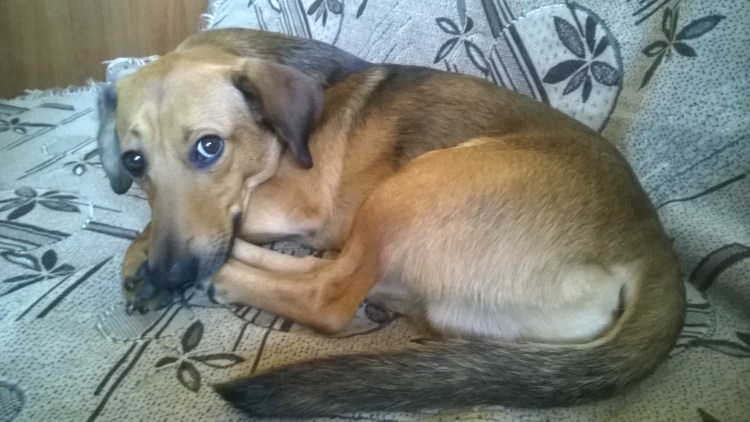 Метис таксы приют