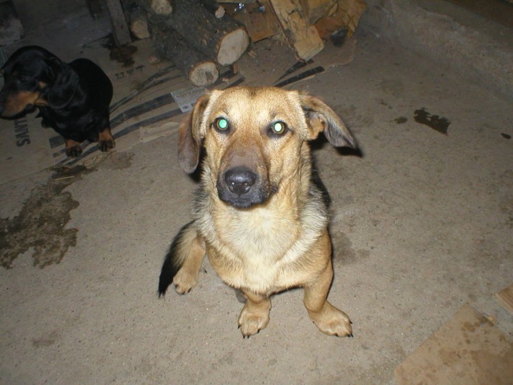 Такса овчарка дворняжка