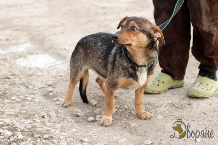 Такса с дворняжкой