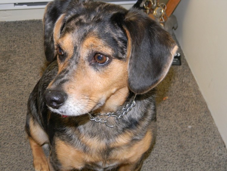 Такса длинношерстная дворняга