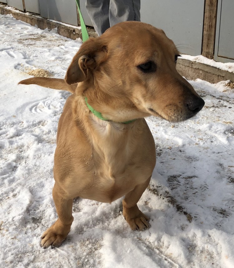 Помесь таксы и дворняги