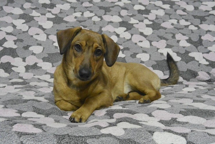 Такса с дворняжкой