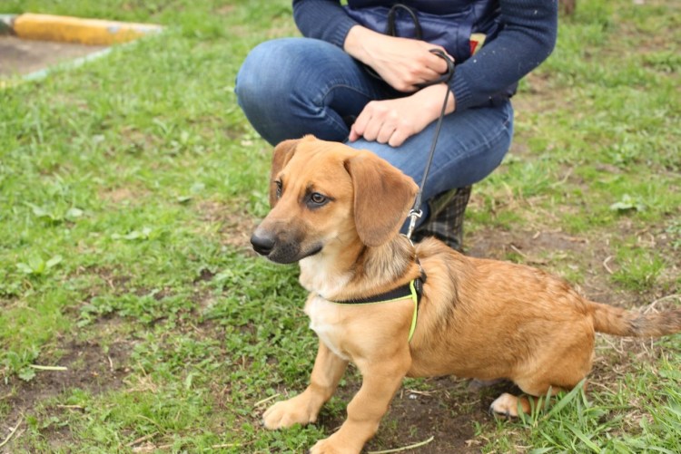 Метис карликовой таксы