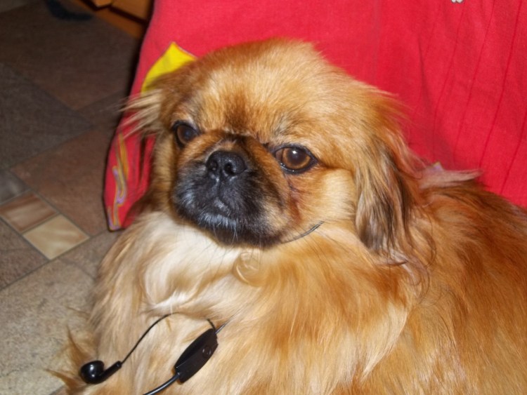 Пинчер Пекинес