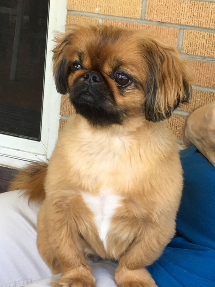 Карликовый Пекинес