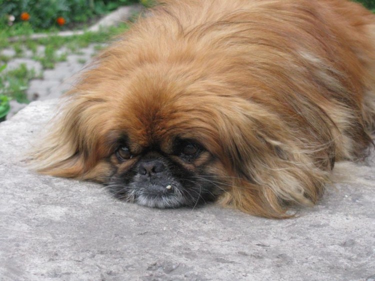 Имперский Пекинес