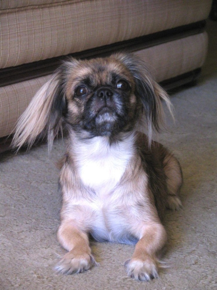 Пекинес фото короткошерстные