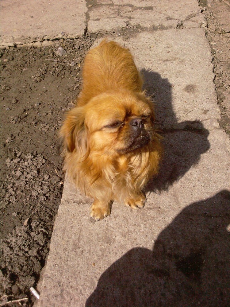 Собака Пекинес короткошерстный