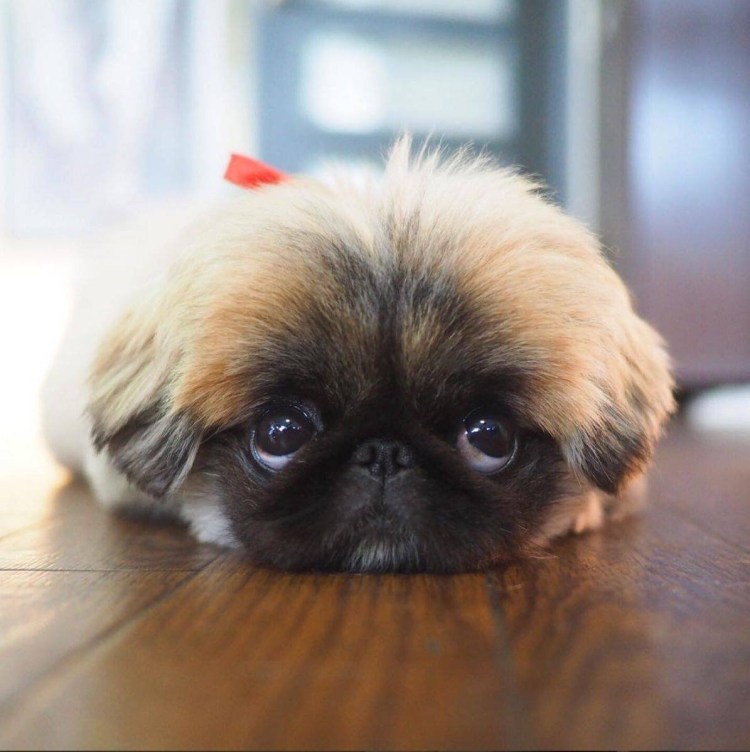 Пекине гладкошерстный