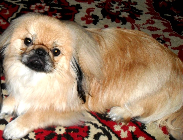 Пекинес черно белый короткошерстный