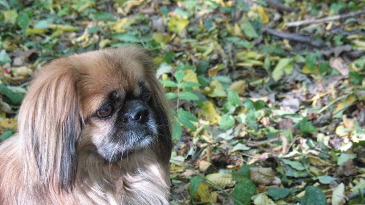 Лысый Пекинес