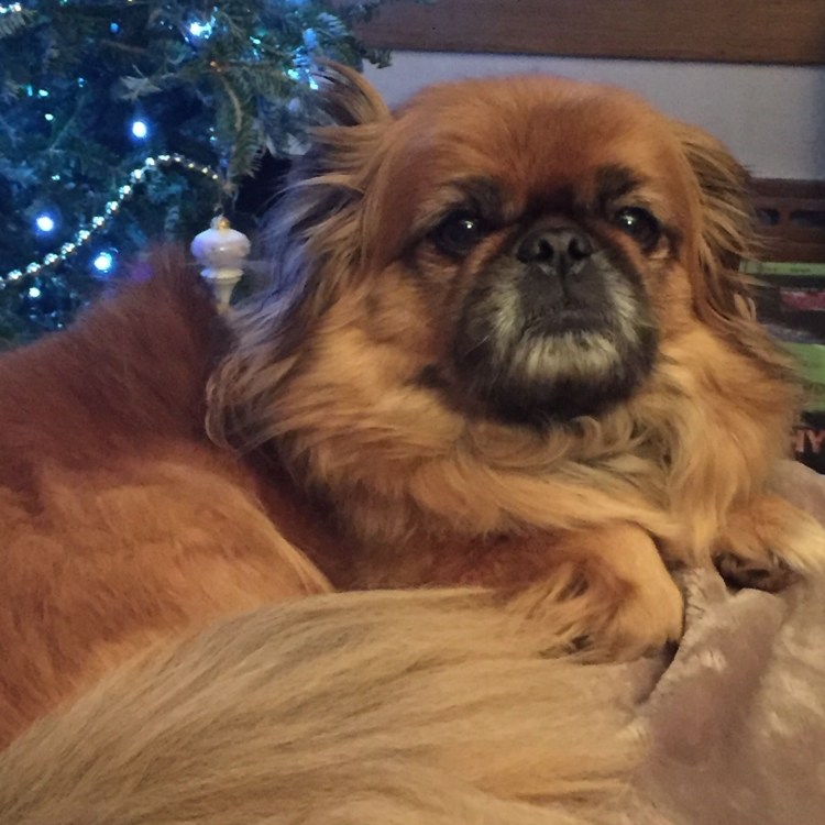 Собака похожая на пекинеса но гладкошерстная