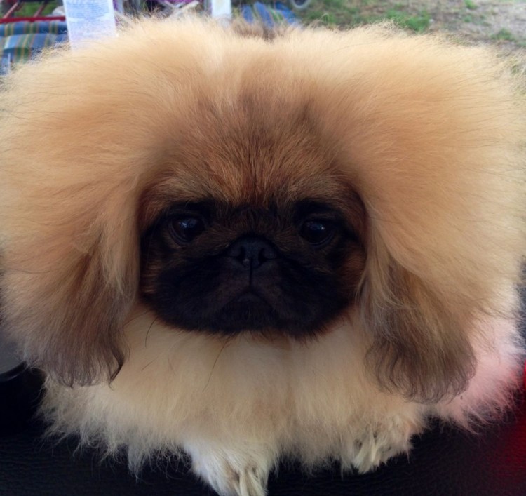 Бойцовский Пекинес