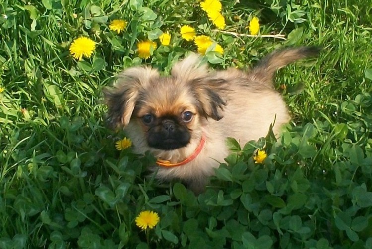 Пекинес фото гладкошерстный