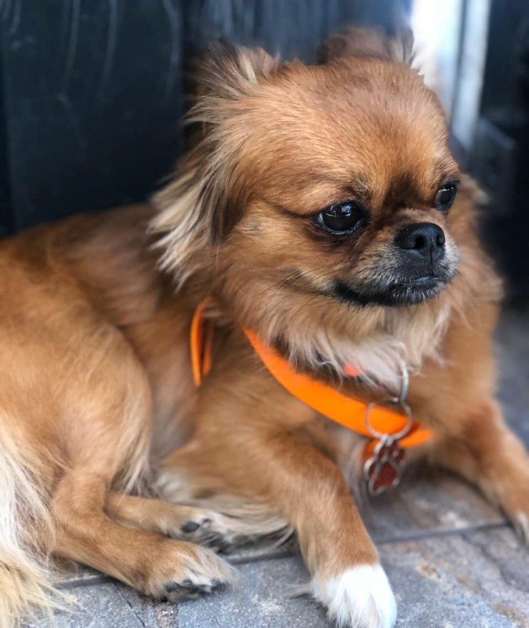 Пекинес короткошерстный