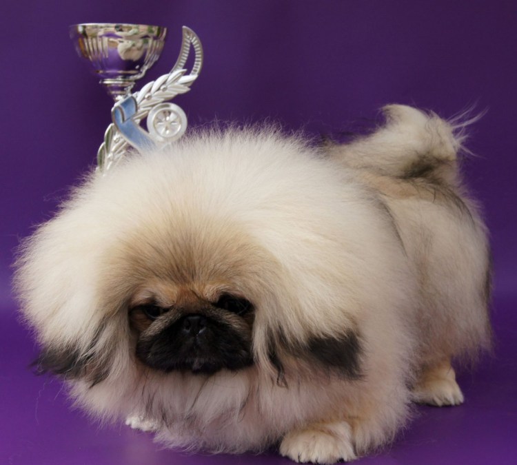 Пекинес короткошерстный