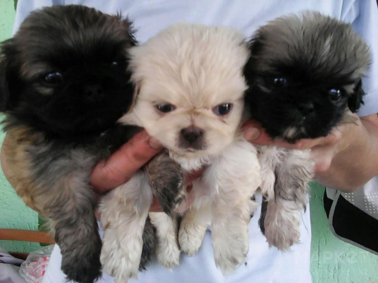 Пекинес гладкошерстный Королевский