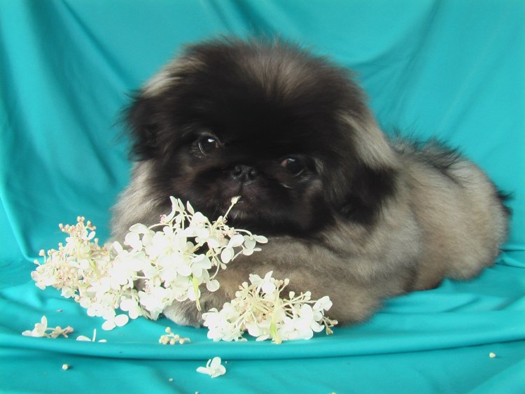 Тибетский спаниель (Tibetan Spaniel)