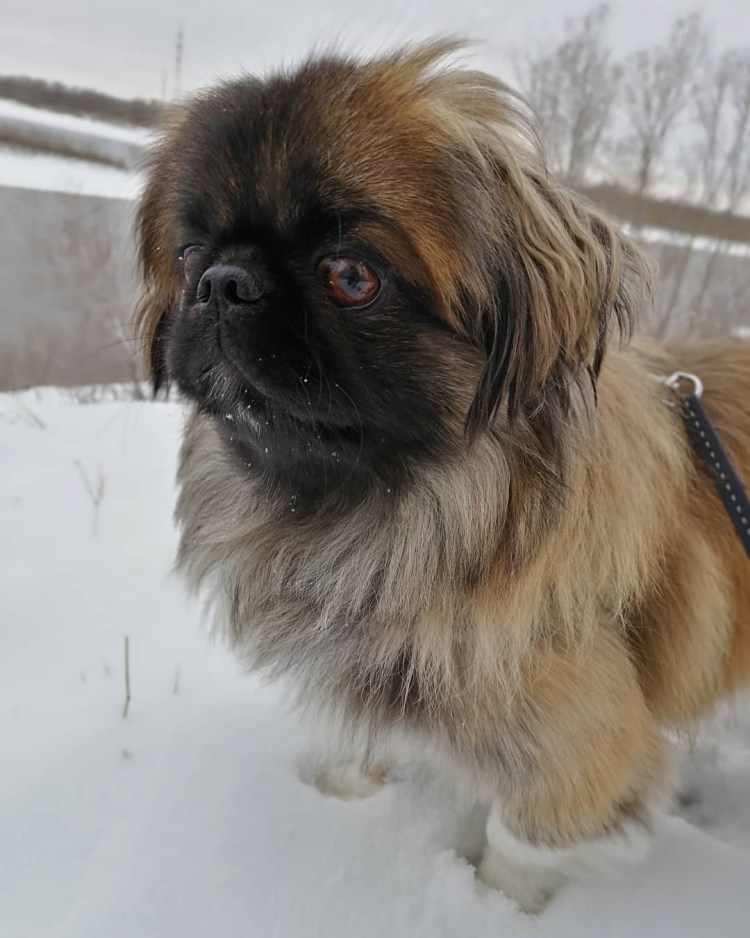 Собака похожая на пекинеса но гладкошерстная