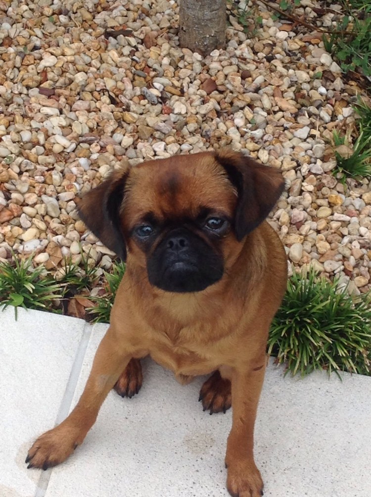 Метисы пекинеса и чихуахуа щенки 1 месяц