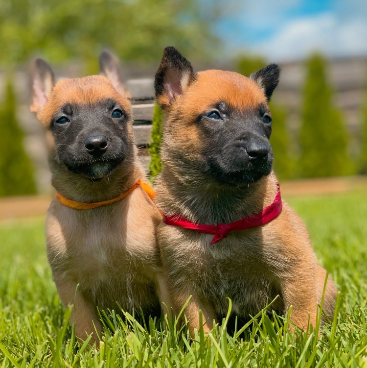 Бенгальская овчарка малинуа