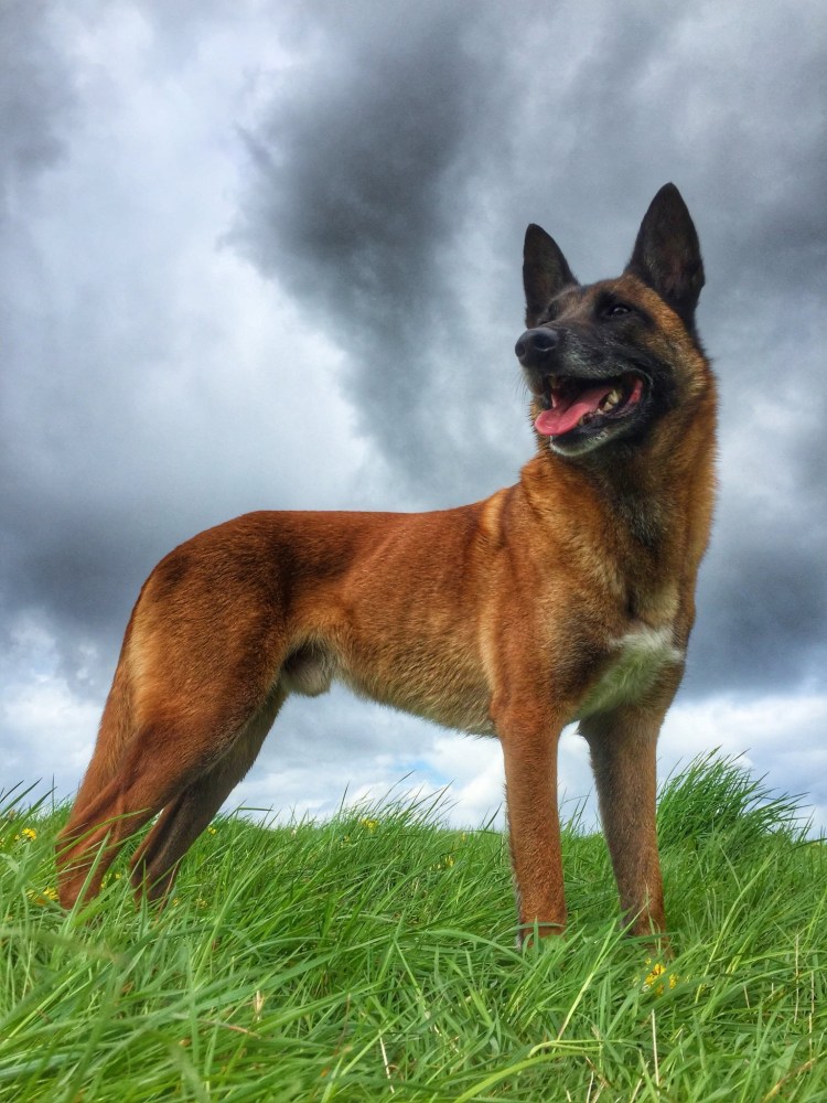 Бельгийский малинуа